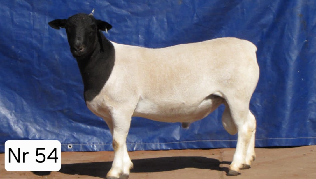 LOT 54