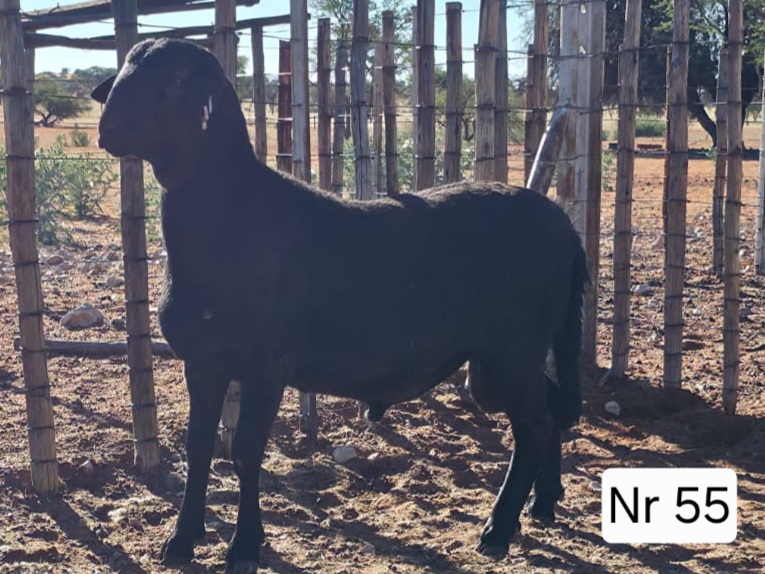 LOT 55