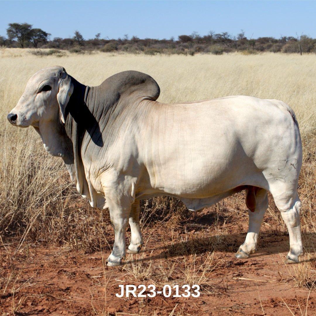 23-0133JR