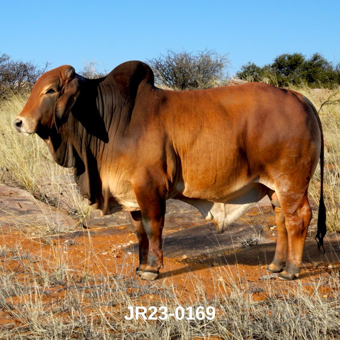 23-0169JR