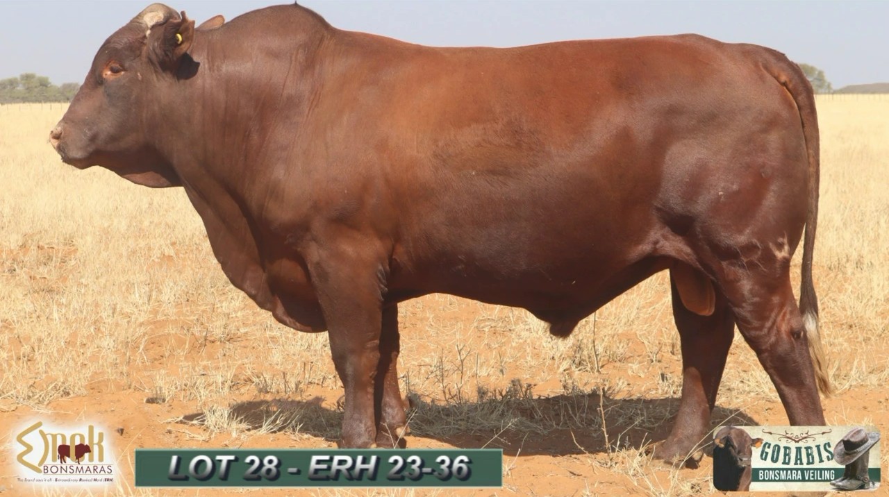 LOT 28