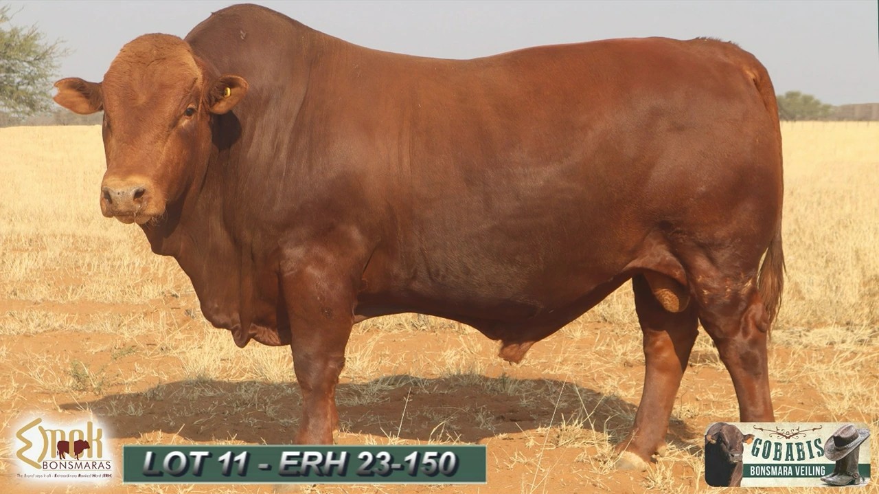 LOT 11