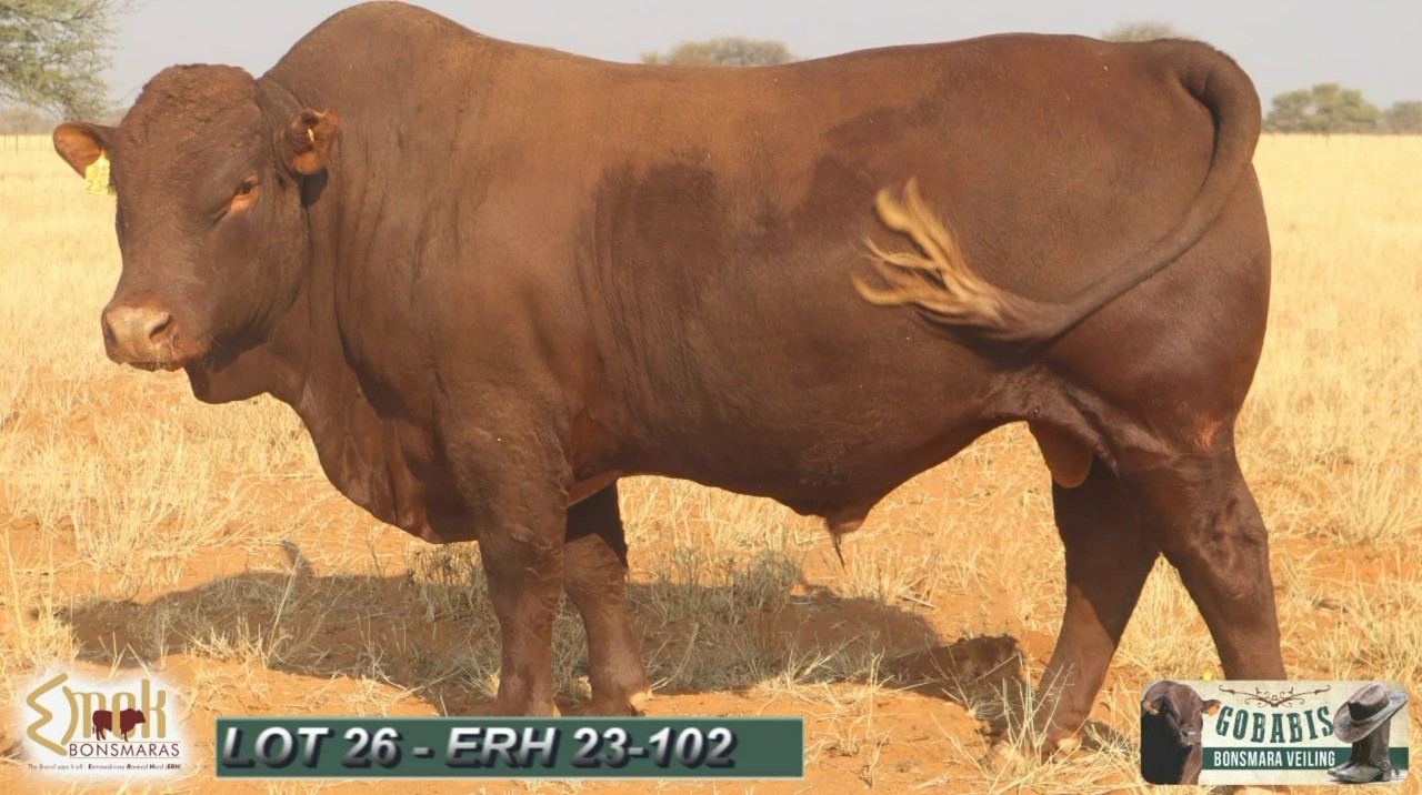 LOT 26