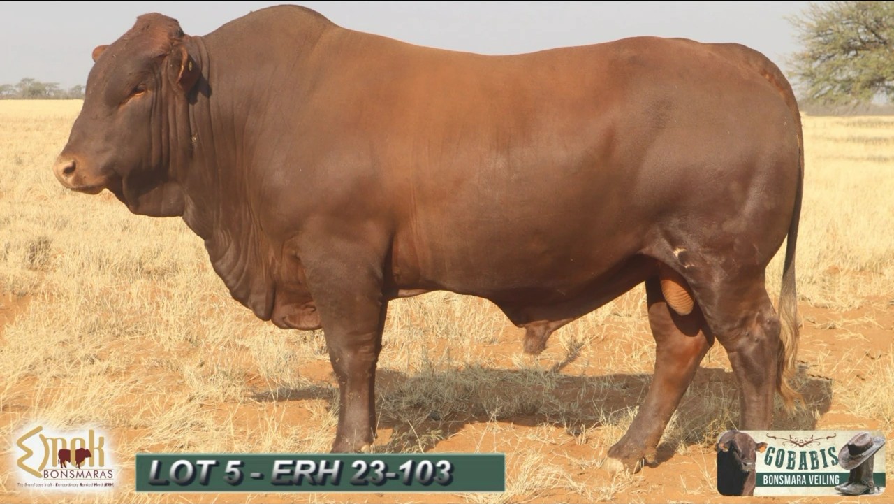 LOT 5