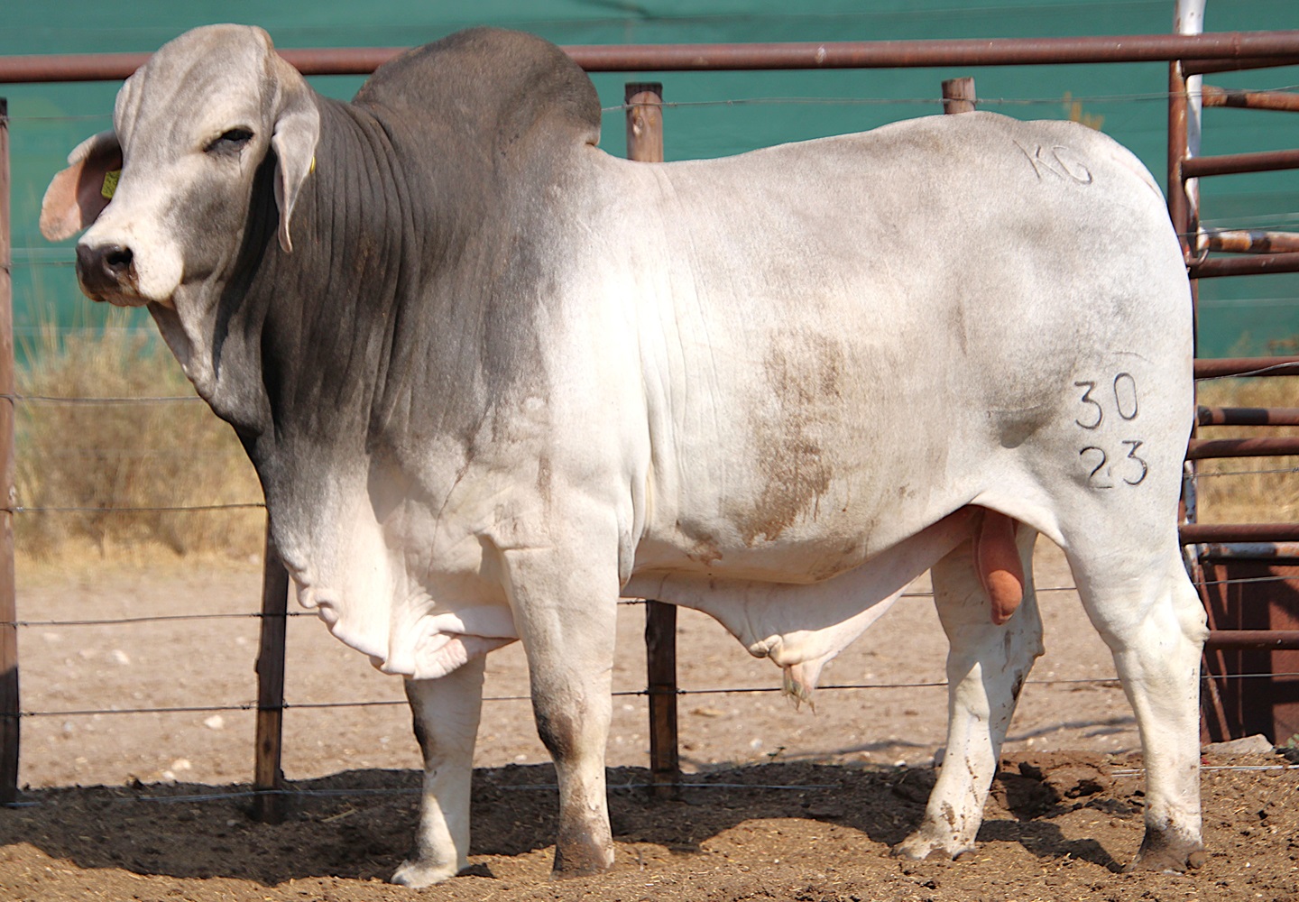 23-0030KG