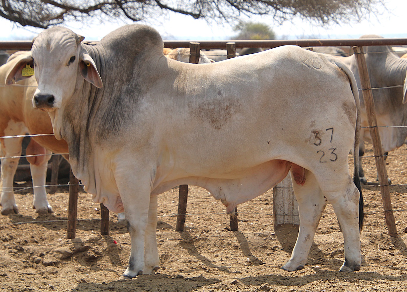 23-0037KG