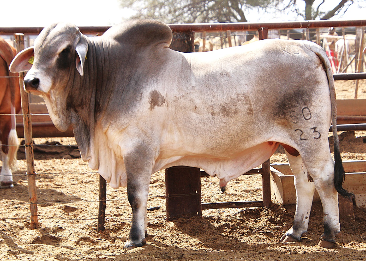 23-0050KG