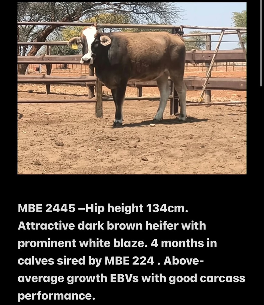 MBE2445