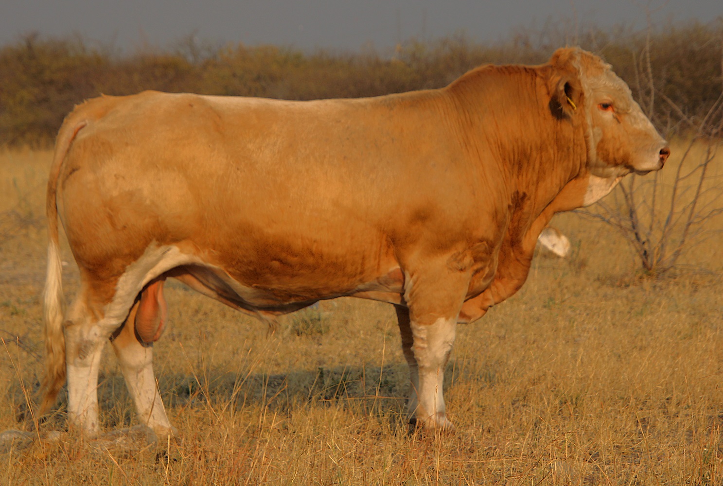 TG2342