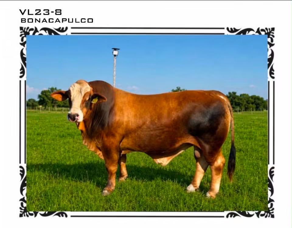 VL238