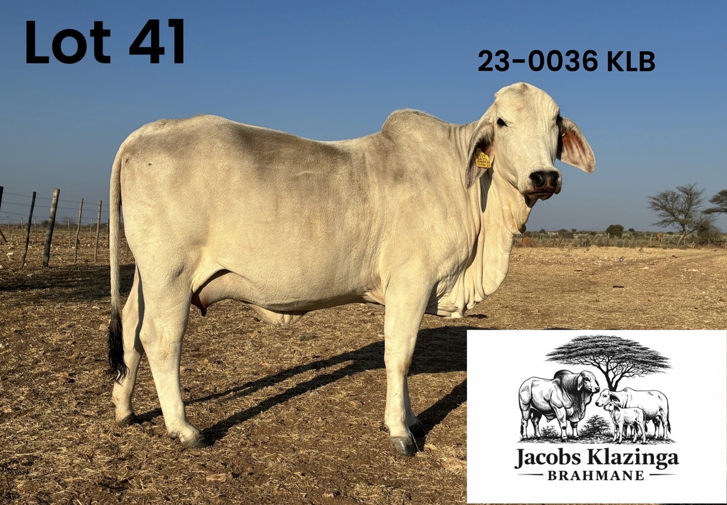 23-0036KLB