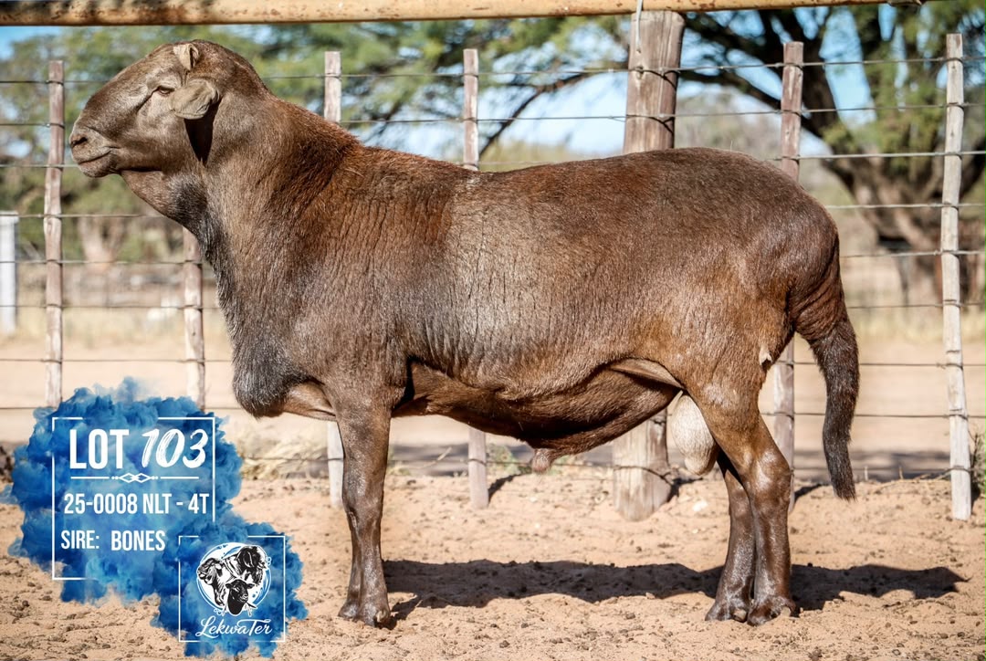 LOT 103
