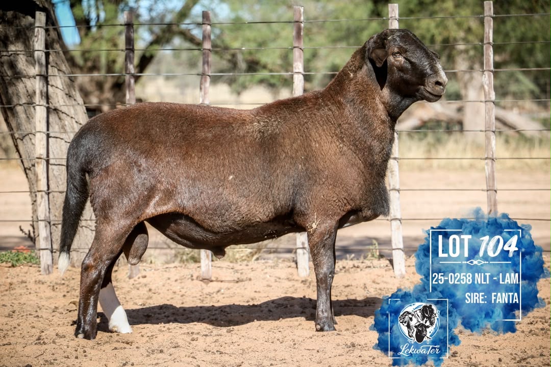 LOT 104