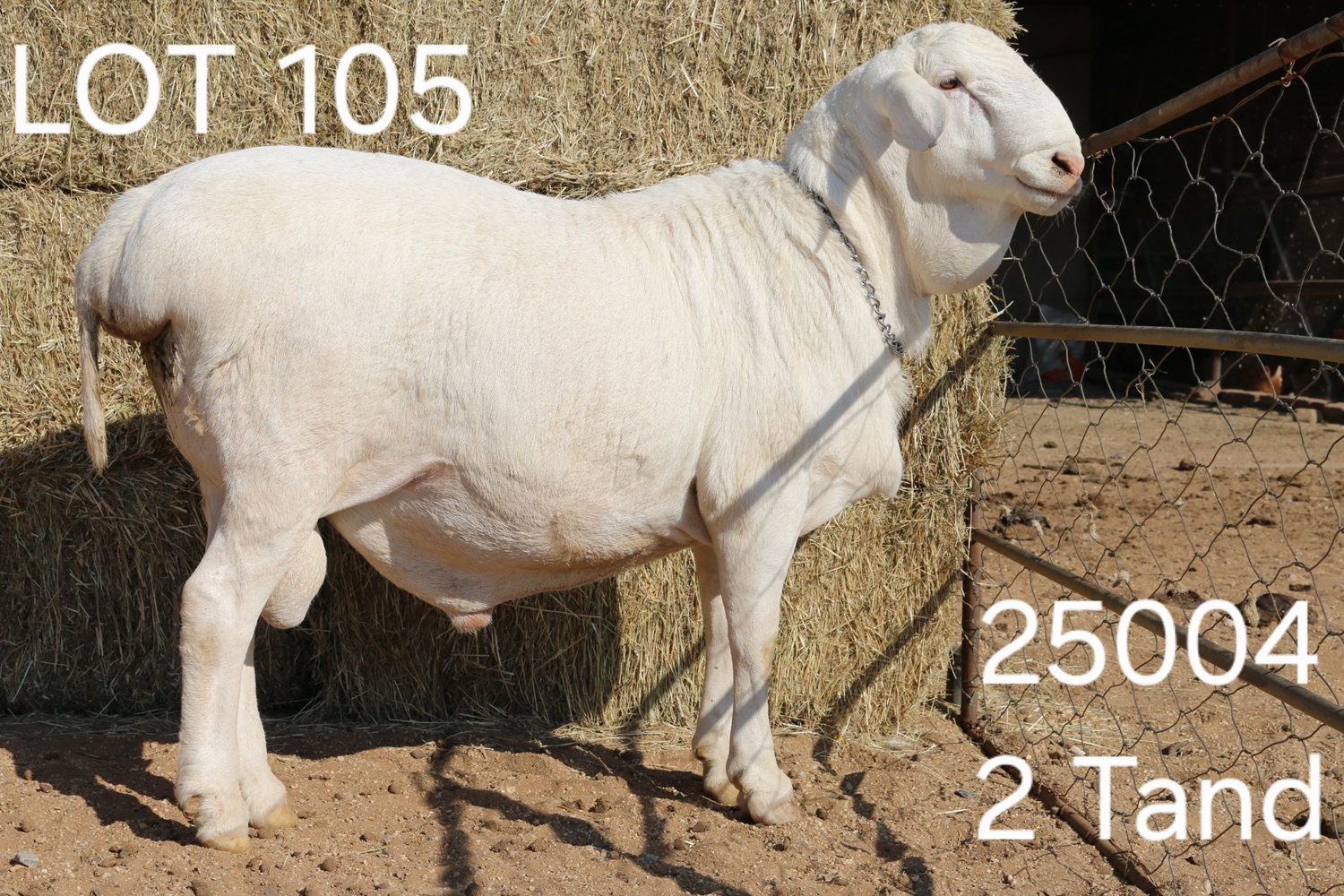 LOT 105