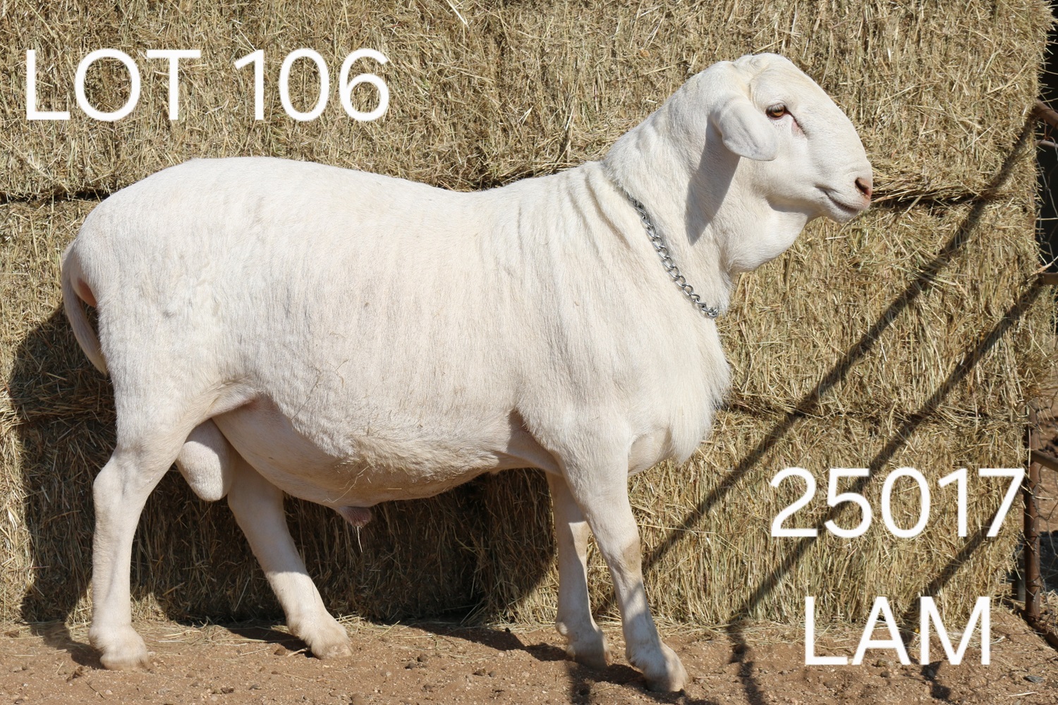 LOT 106