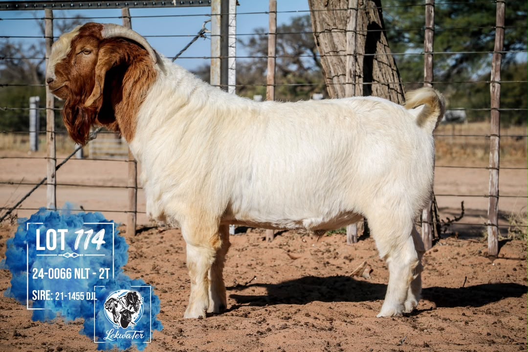 LOT 114