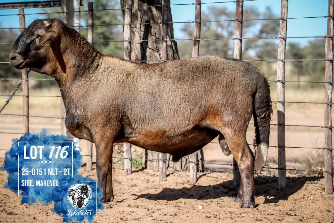 LOT 116