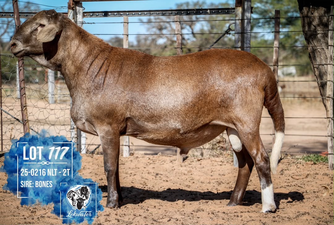 LOT 117