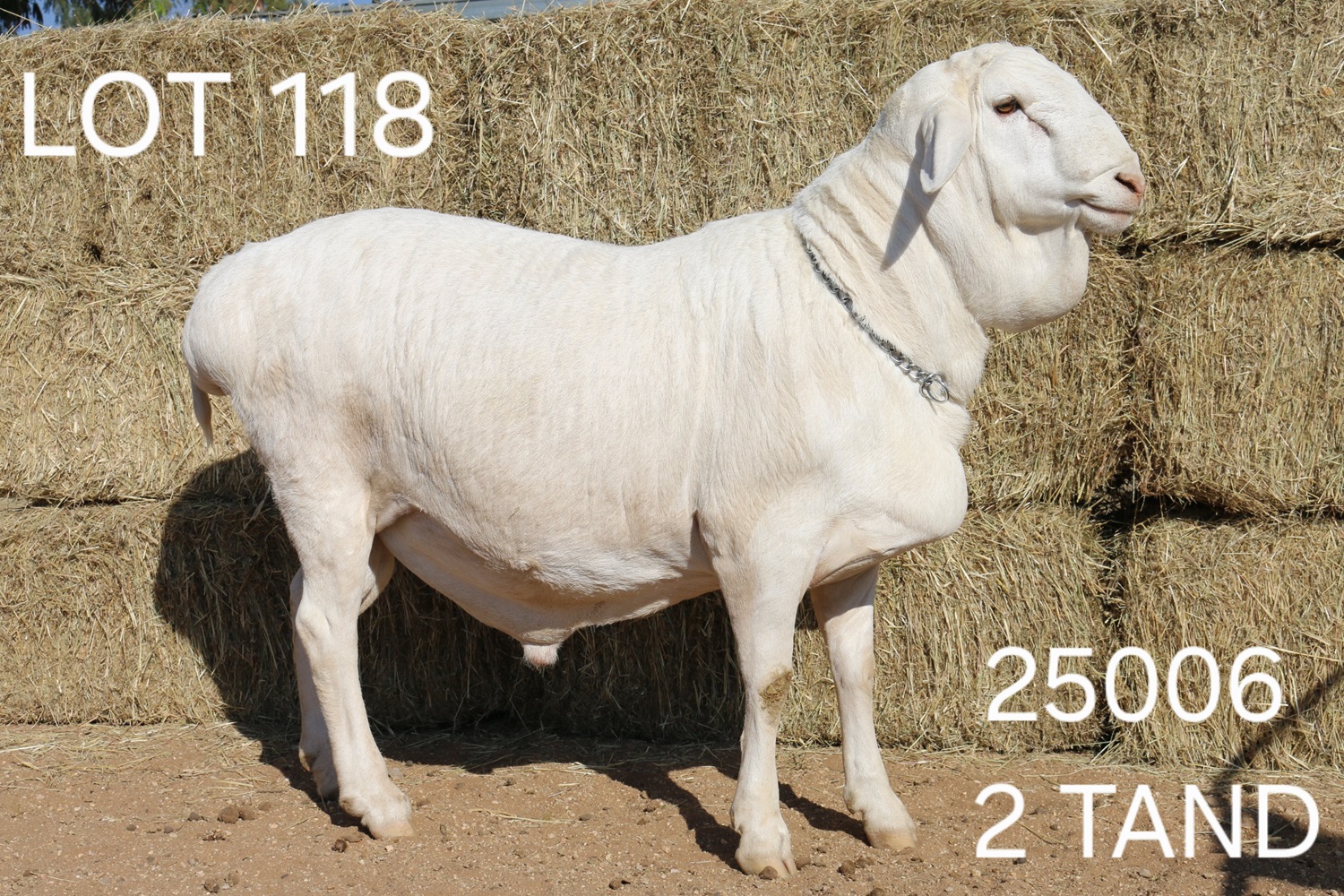 LOT 118
