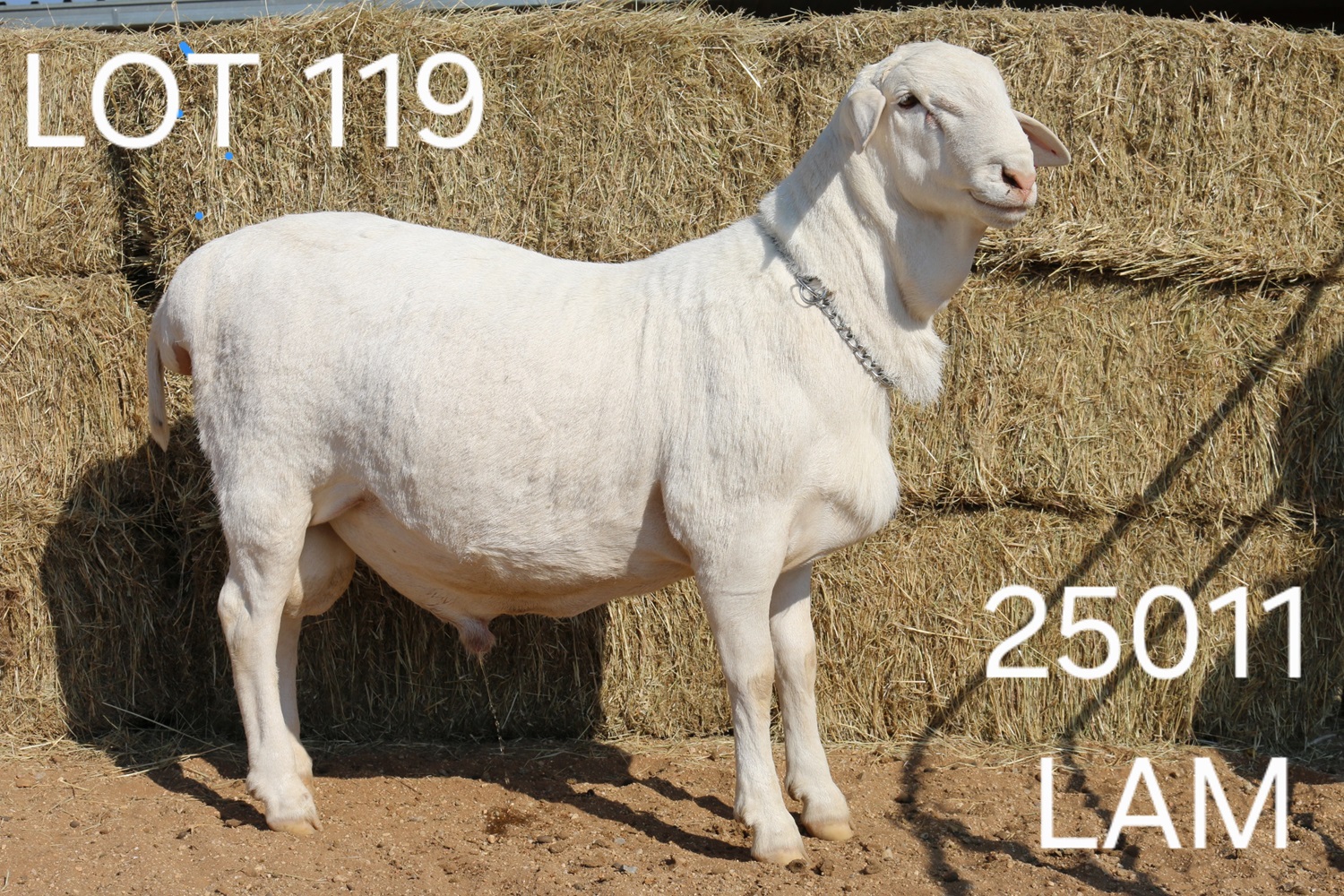 LOT 119