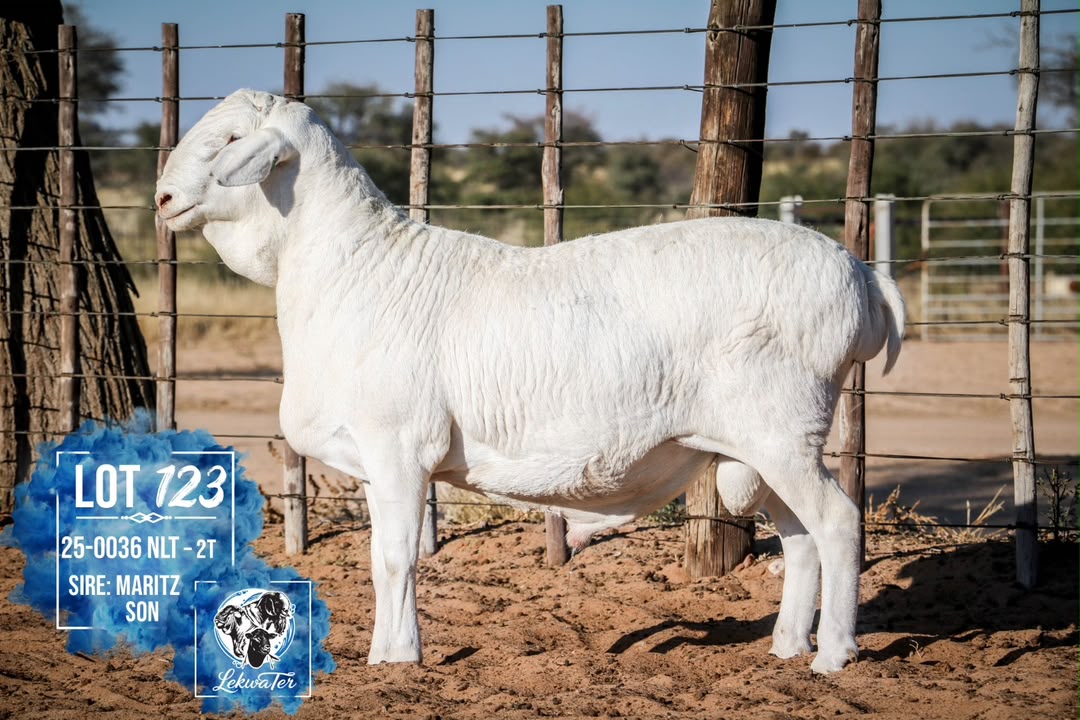 LOT 123