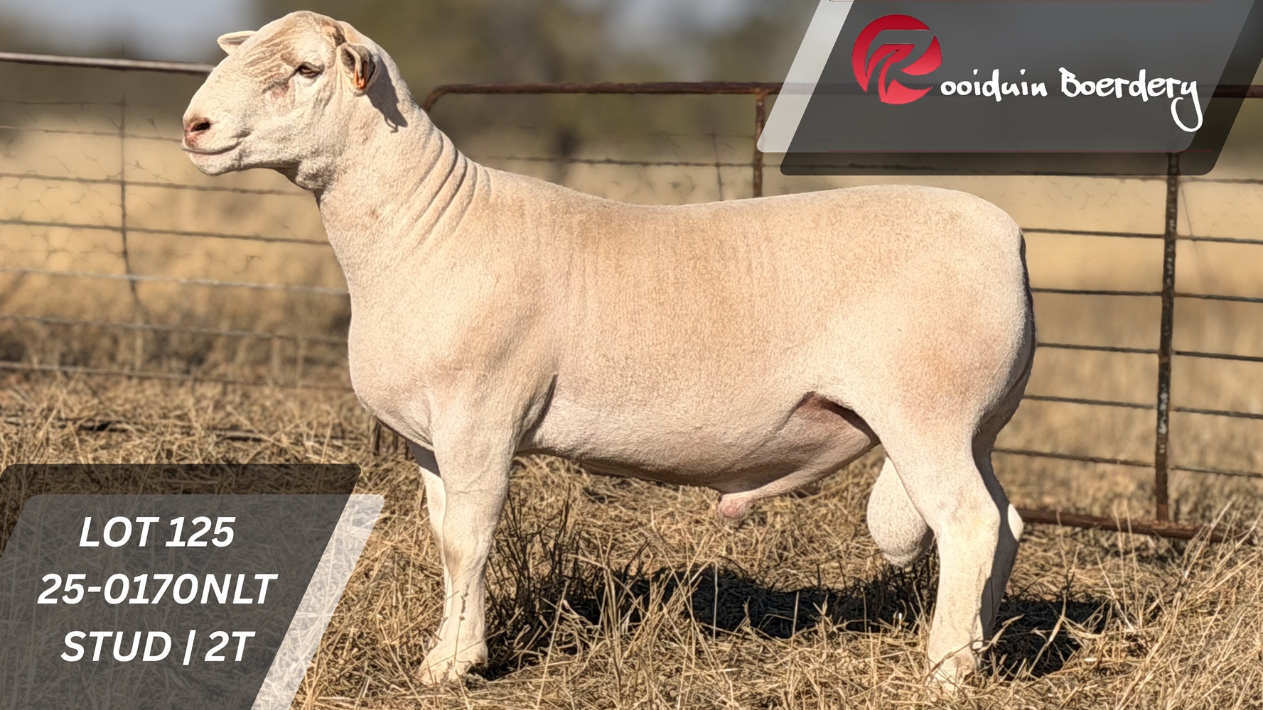 LOT 125