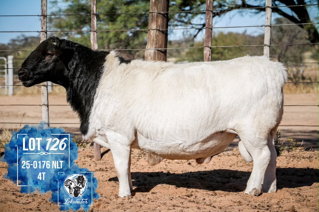 LOT 126