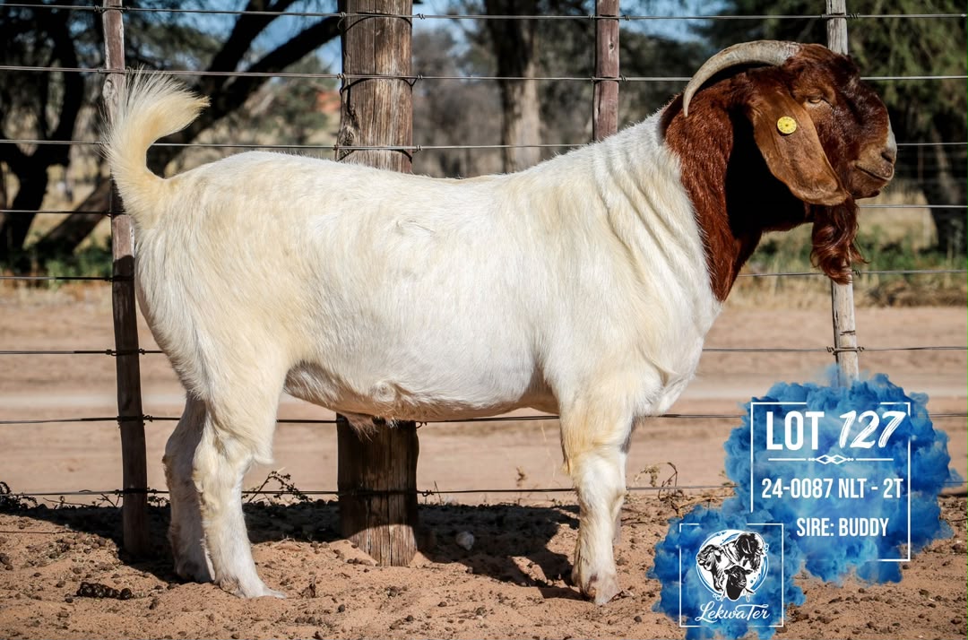 LOT 127