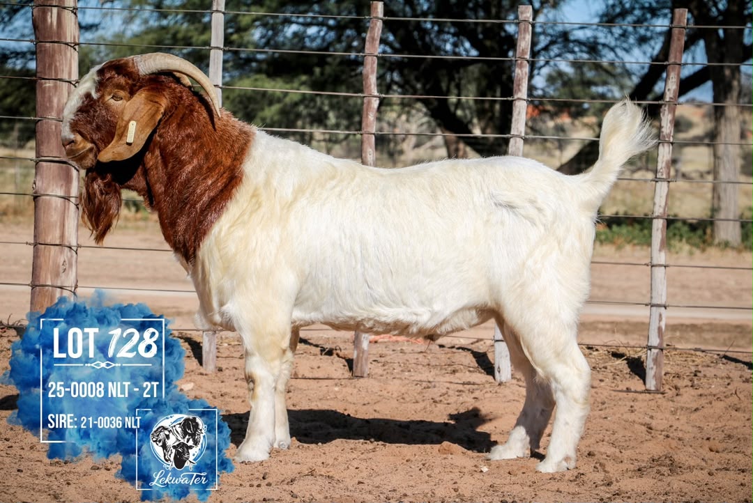 LOT 128