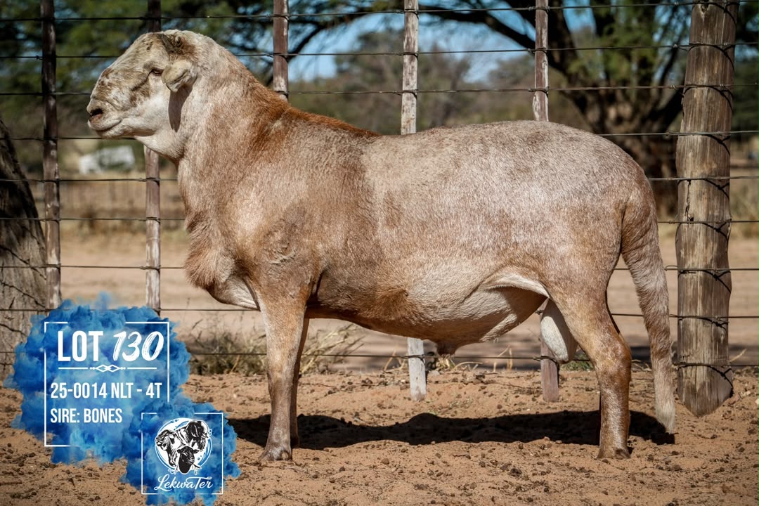 LOT 130