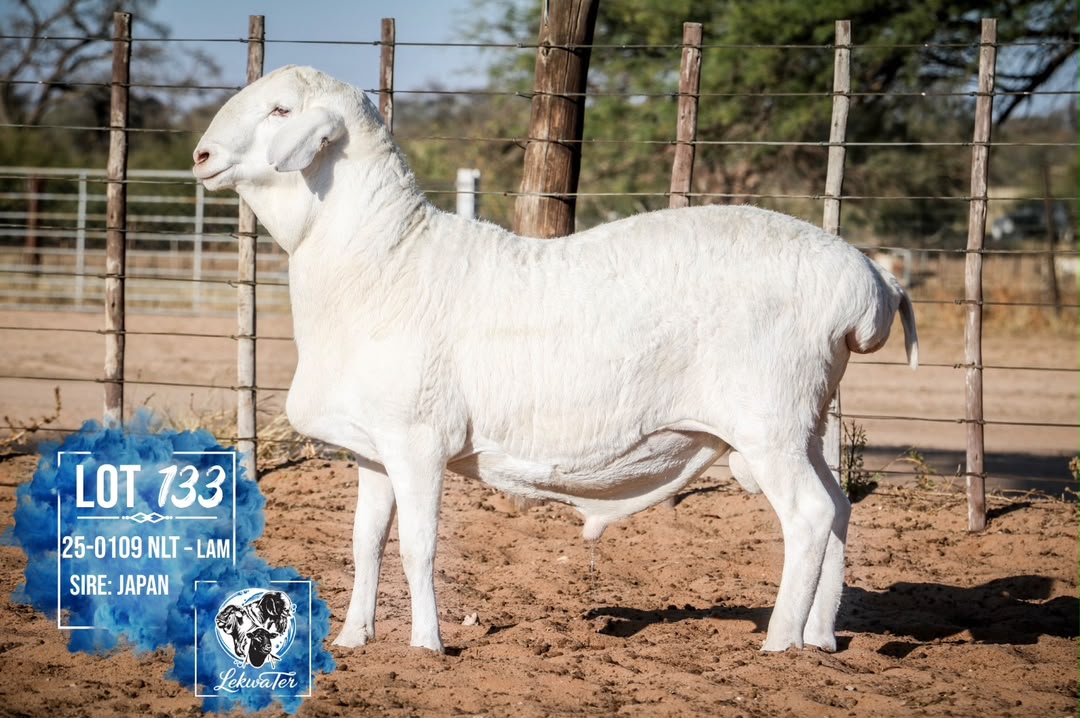 LOT 133