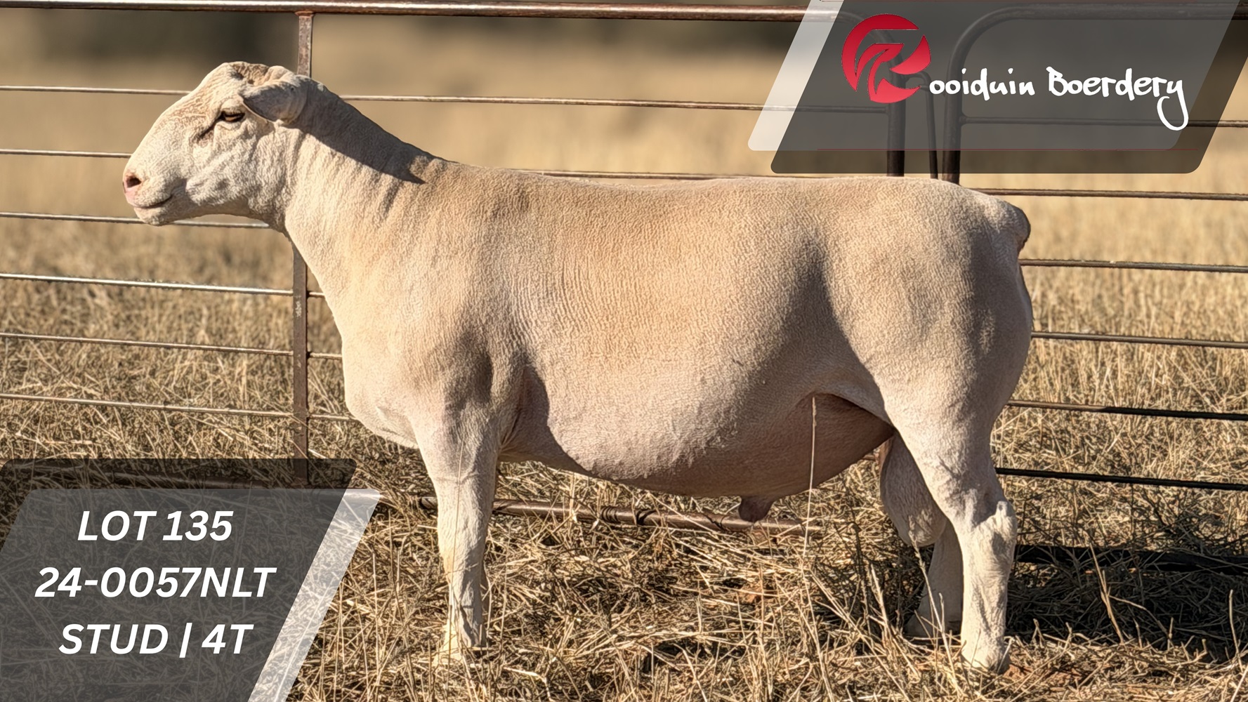 LOT 135