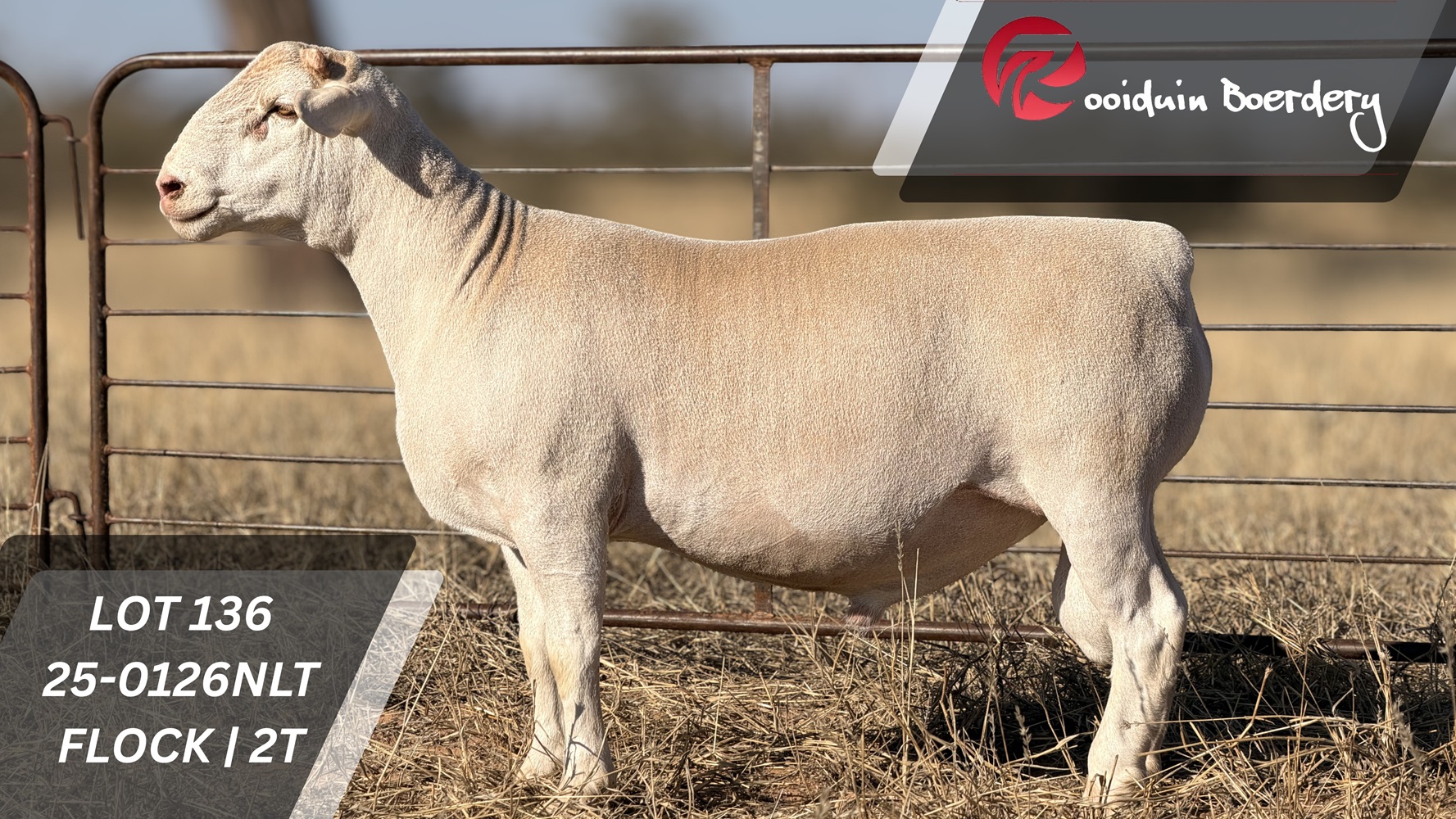 LOT 136