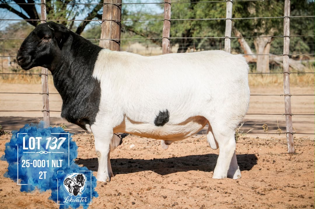 LOT 137