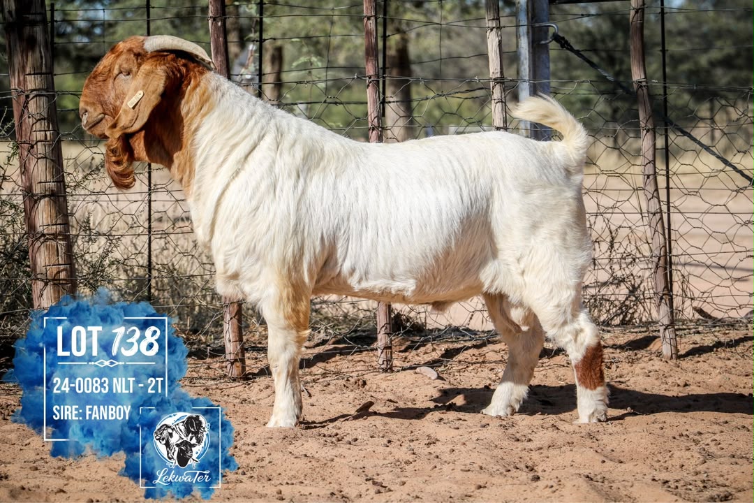 LOT 138