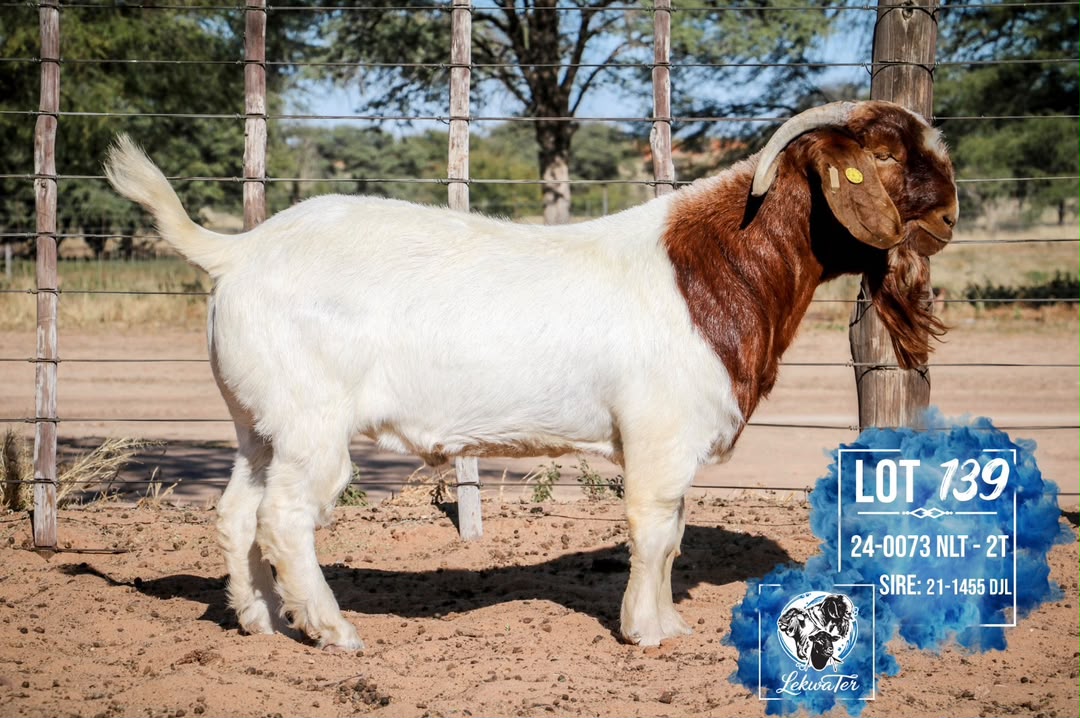 LOT 139