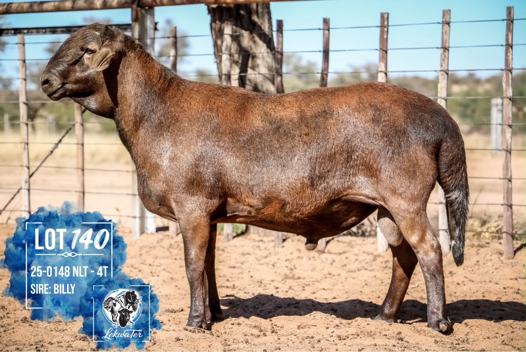LOT 140