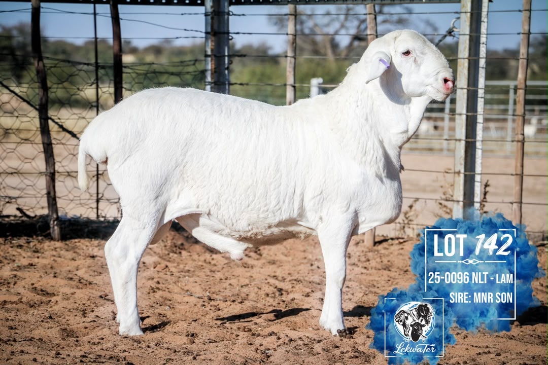 LOT 142