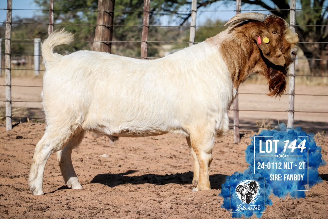 LOT 144
