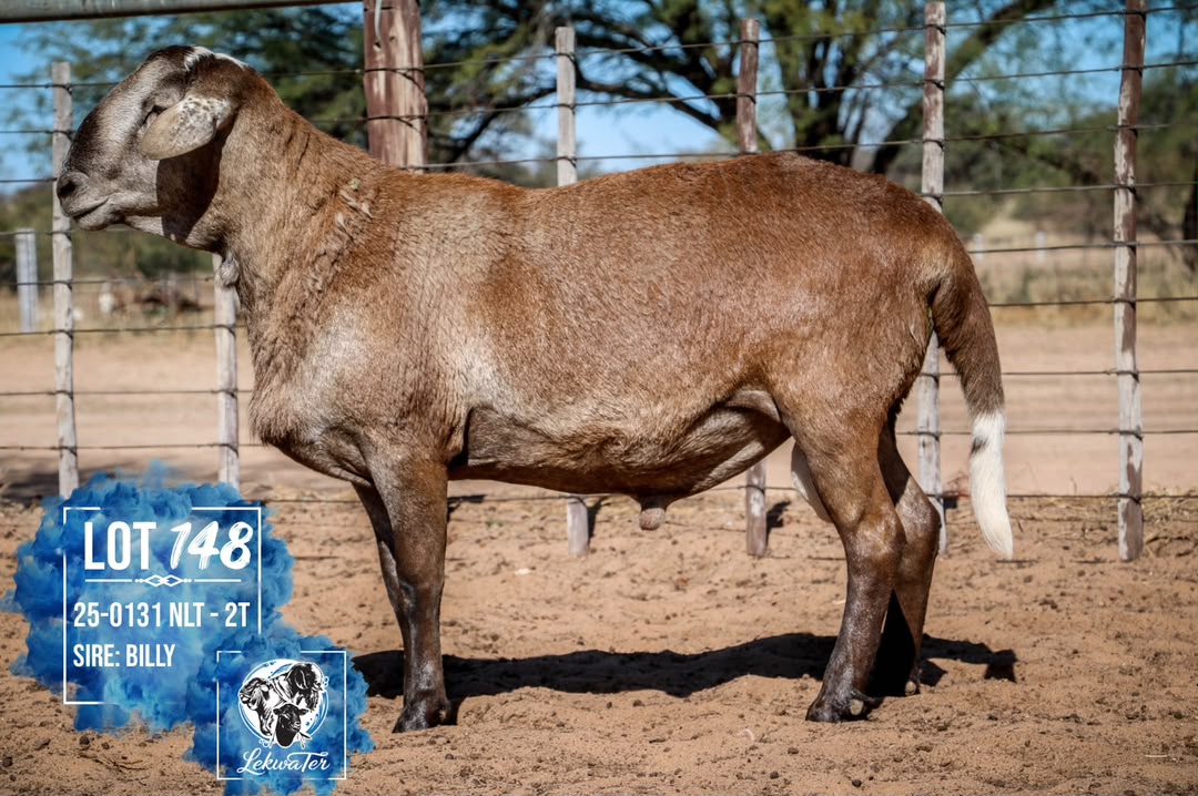 LOT 148