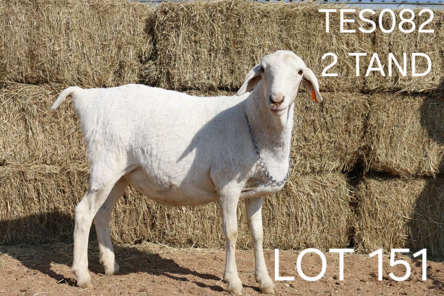 LOT 151