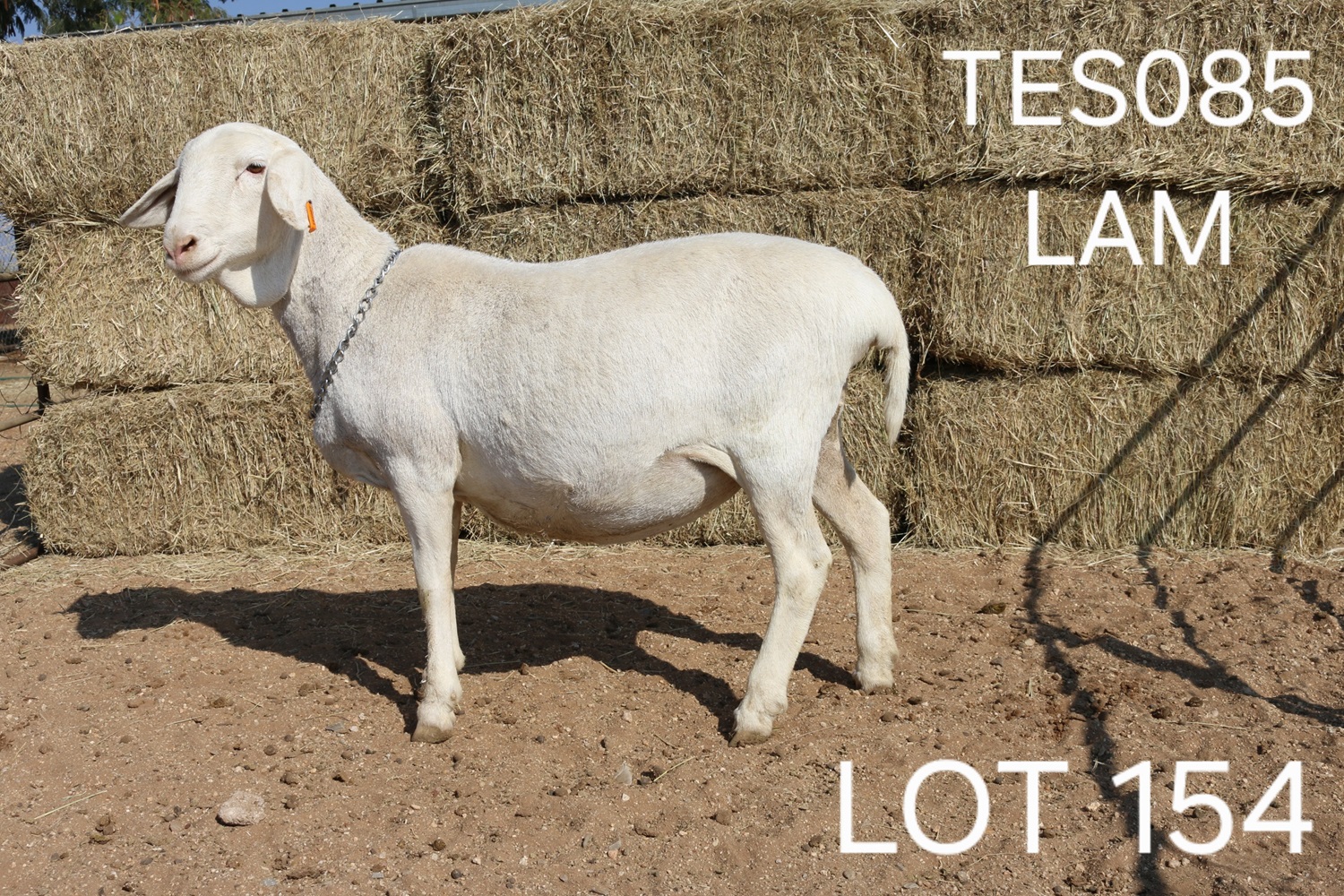 LOT 154