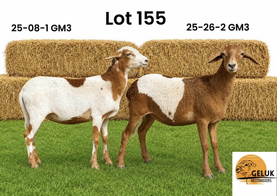 LOT 155