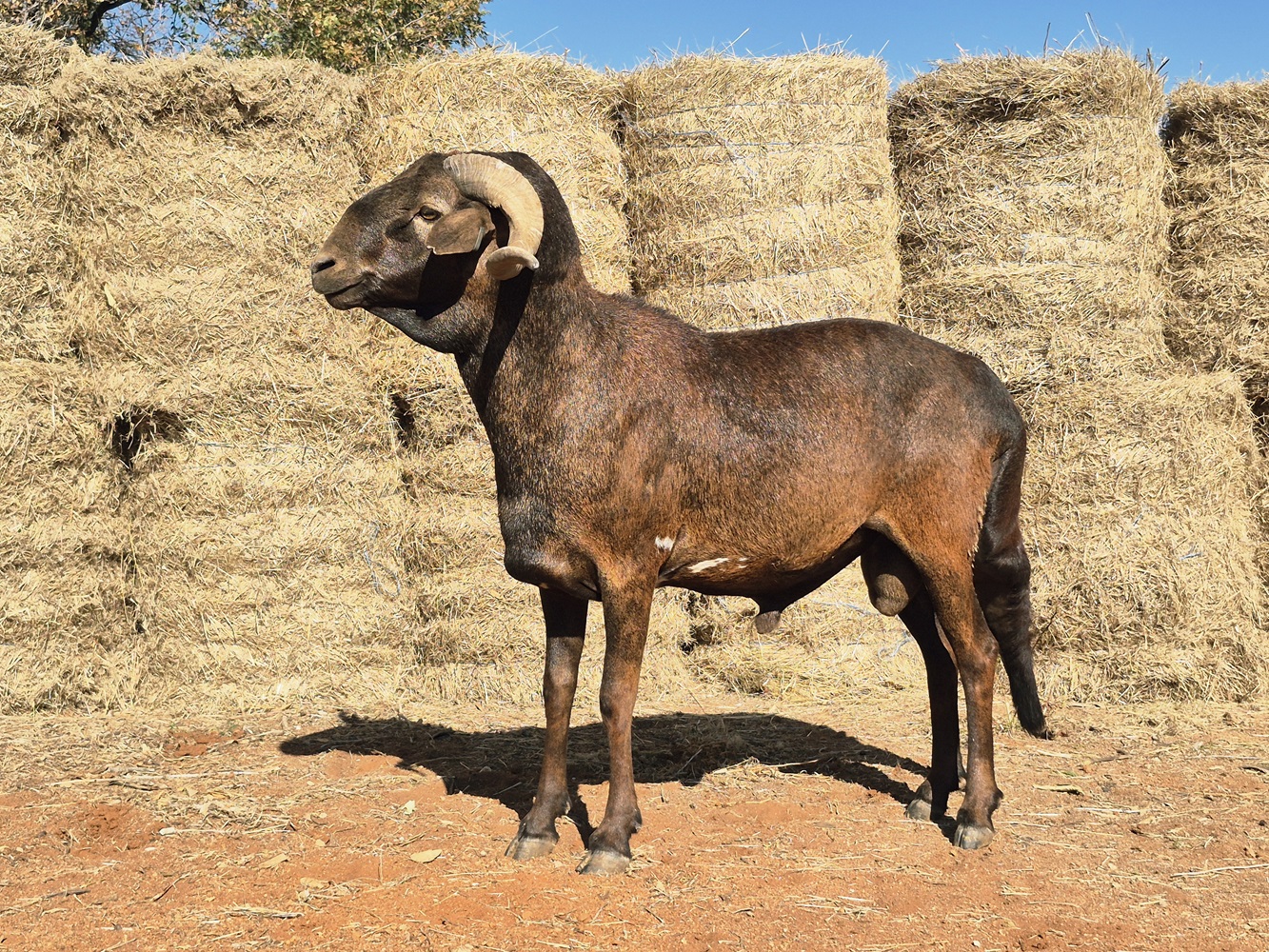 LOT 107