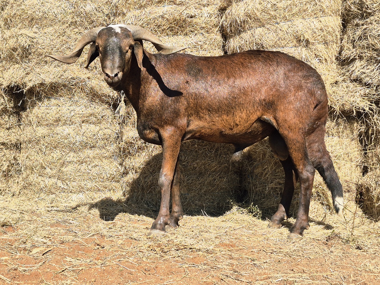 LOT 132