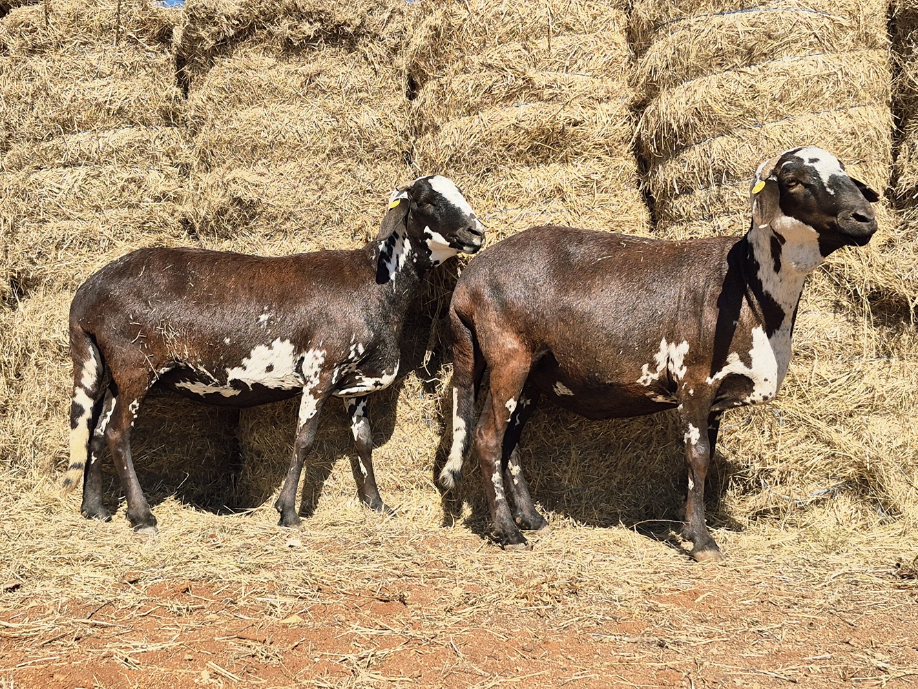 LOT 150