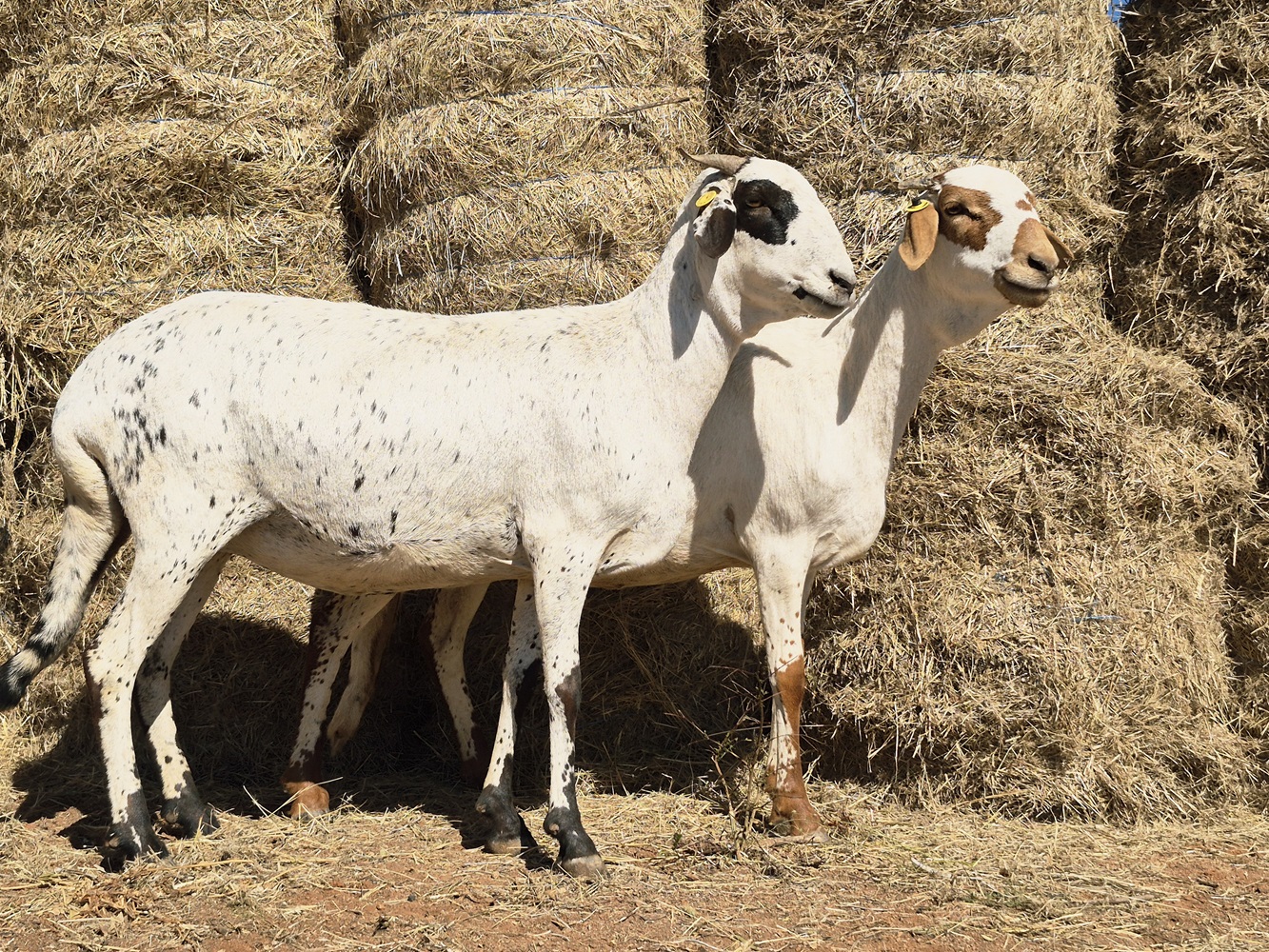 LOT 153