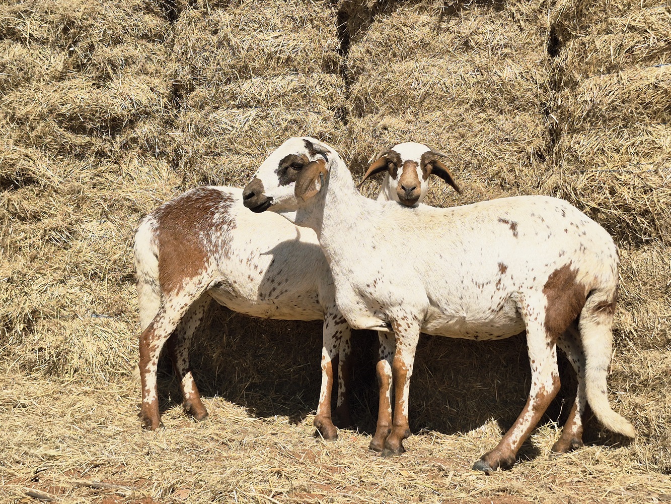 LOT 158