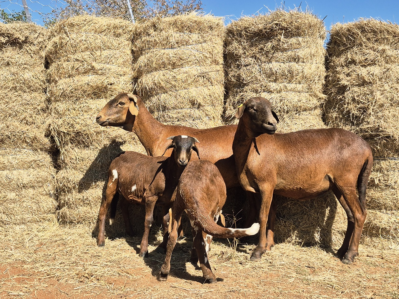 LOT 159