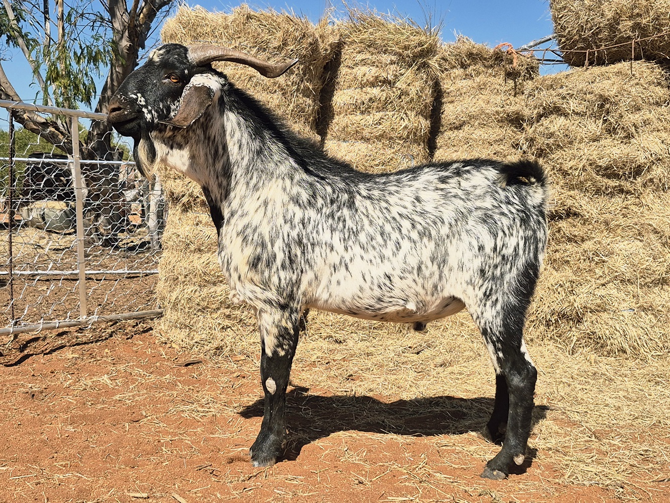 LOT 161